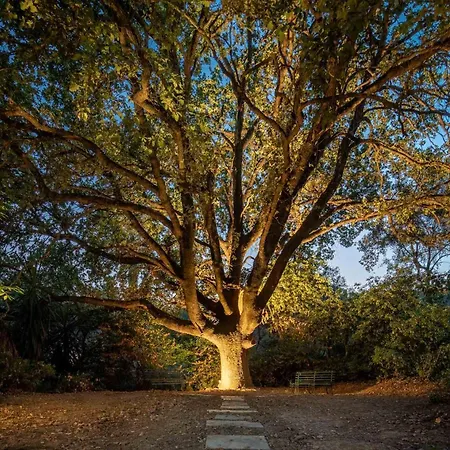 Apelia Estate - Among Ancient Olives, Experience The Quiet Soul Of Corfu