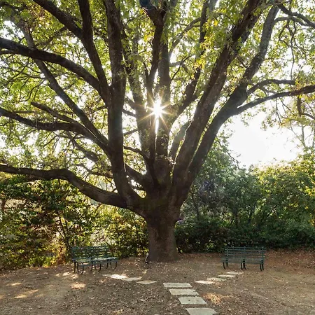 Vila Apelia Estate - Among Ancient Olives, Experience The Quiet Soul Of Corfu